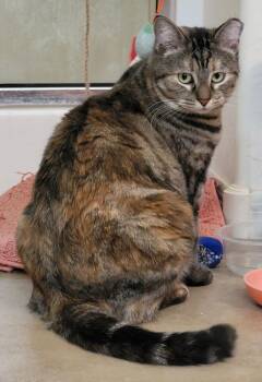 Rescue Domestic Short Hair and Torbie Cats for Adoption in Chandler, Arizona - Priska Resiliet | PetCurious