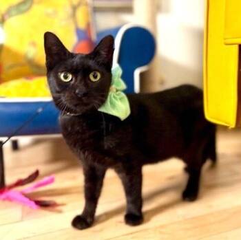 Domestic Short Hair and Bombay Cats Available for Adoption in Friendswood, Texas - Alexa Daniel | PetCurious