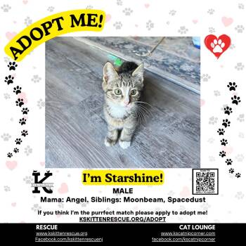 Starshine -  Domestic Short Hair Cat for Adoption in OSBORNVILLE, New Jersey - Starshine | PetCurious
