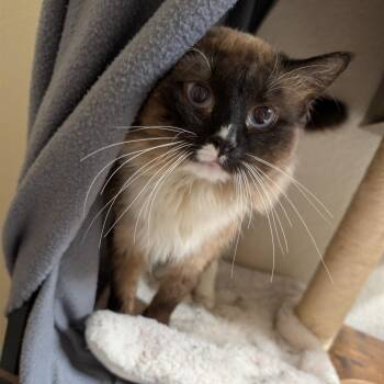 Siamese and Domestic Long Hair Cats Available for Adoption - Kai | PetCurious