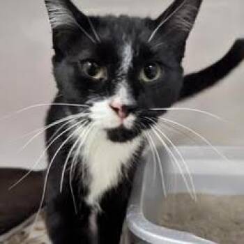 Bowtie -  Tuxedo Cat for Adoption in Green Valley, Arizona - Bowtie | PetCurious