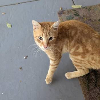 Domestic Short Hair Cats Available for Adoption - Marvin | PetCurious