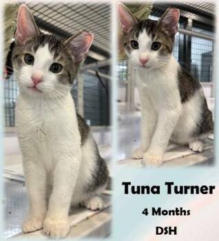 Rescue Domestic Short Hair Cats for Adoption in Franklin, Indiana - Tuna Turner | PetCurious