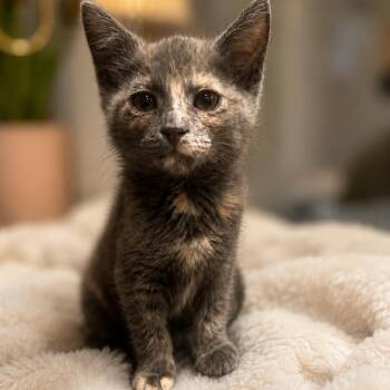 Bell -  American Shorthair Cat for Adoption in Inman, South Carolina - Bell | PetCurious