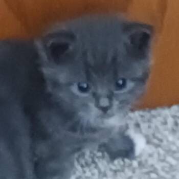 Domestic Medium Hair Cats Available for Adoption in Rochester, Minnesota - Navi | PetCurious