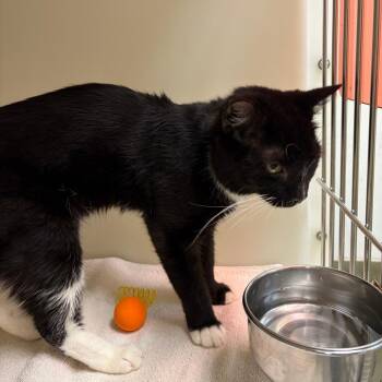 71791 -  Domestic Short Hair Cat for Adoption in Harrisonburg, Virginia - 71791 | PetCurious