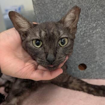 Aphrodite -  Domestic Short Hair Cat for Adoption in Buchanan Dam, Texas - Aphrodite | PetCurious