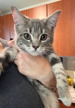 Cado -  Domestic Short Hair Cat for Adoption in Everett, Washington - Cado | PetCurious
