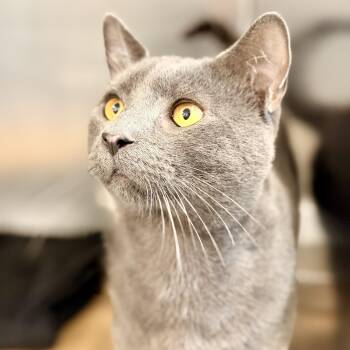 Andie -  Domestic Short Hair Cat for Adoption in Jackson Township, New Jersey - Andie | PetCurious