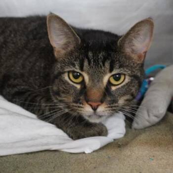 Paprika -  Domestic Short Hair Cat for Adoption in Richmond, Virginia - Paprika | PetCurious