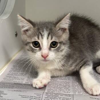 Po -  Domestic Short Hair Cat for Adoption in League City, Texas - Po | PetCurious