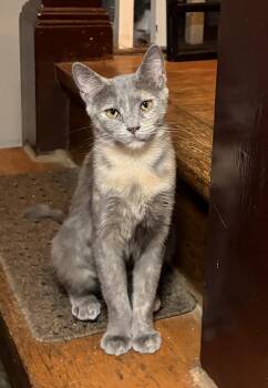 Blossom -  Dilute Tortoiseshell Cat for Adoption in Pittsburgh, Pennsylvania - Blossom | PetCurious