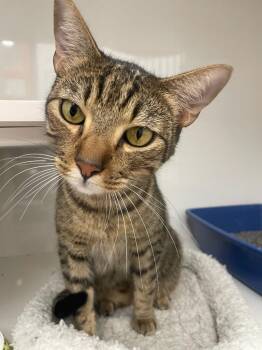Domestic Short Hair Cats Available for Adoption in Corpus Christi, Texas - Tiger | PetCurious