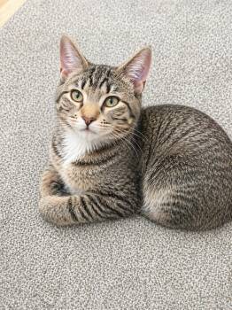 Domestic Short Hair Cats Available for Adoption in Farmington, Minnesota - Jace | PetCurious