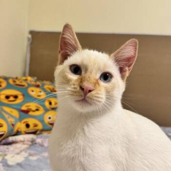 Ralph -  Domestic Short Hair Cat for Adoption in Victoria, British Columbia - Ralph | PetCurious