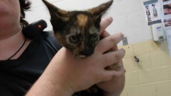 MAVE -  Domestic Short Hair Cat for Adoption in Tulsa, Oklahoma - MAVE | PetCurious