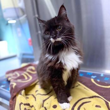Mio -  Domestic Long Hair Cat for Adoption in Providence, Rhode Island - Mio | PetCurious