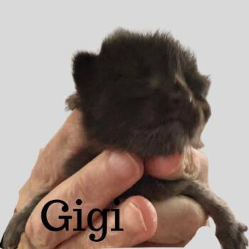 GiGi -  Domestic Medium Hair Cat for Adoption in Nacogdoches, Texas - GiGi | PetCurious