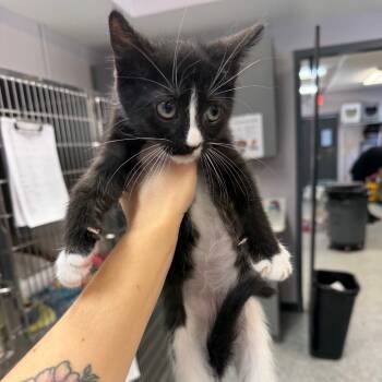Rescue Domestic Short Hair Cats for Adoption in Port Charlotte, Florida - Earth | PetCurious