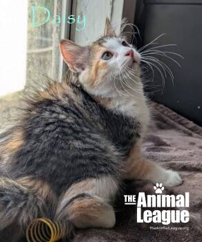 Daisy -  Domestic Medium Hair Cat for Adoption in Groveland, Florida - Daisy | PetCurious