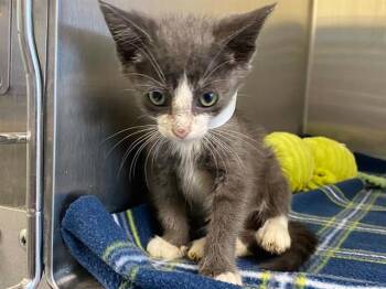 CORLYS -  Domestic Short Hair Cat for Adoption in Tustin, California - CORLYS | PetCurious