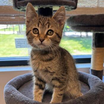 Cinnamon -  Domestic Short Hair Cat Available for Adoption in Naperville, Illinois - Cinnamon | PetCurious