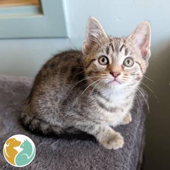 Domestic Short Hair Cats Available for Adoption in Toledo, Ohio - Spud | PetCurious