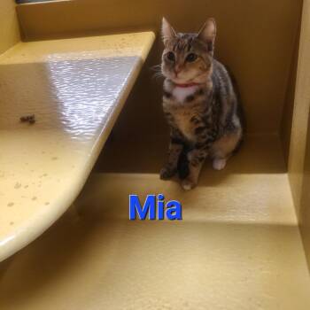 Domestic Short Hair Cats Available for Adoption - Mia | PetCurious