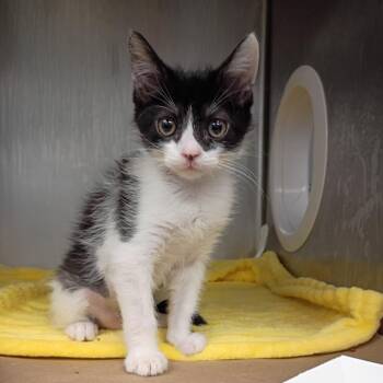 Millie -  Domestic Short Hair Cat for Adoption in Greenville, South Carolina - Millie | PetCurious