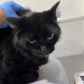 Sushi -  Domestic Short Hair Cat for Adoption in Tampa, Florida - Sushi | PetCurious