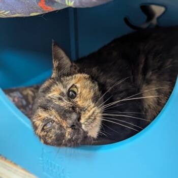 Rescue Domestic Short Hair Cats for Adoption in Largo, Florida - Dora | PetCurious
