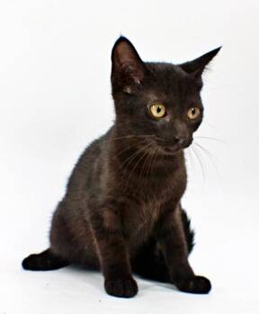 Albert -  Domestic Short Hair Cat for Adoption in Morton Grove, Illinois - Albert | PetCurious