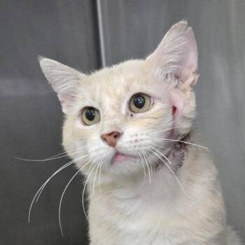 Scooter -  Domestic Short Hair Cat for Adoption in Austin, Texas - Scooter | PetCurious
