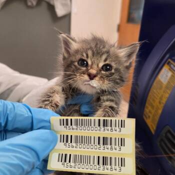 Turkey Bacon Ranch -  Domestic Medium Hair Cat for Adoption in Charleston, West Virginia - Turkey Bacon Ranch | PetCurious
