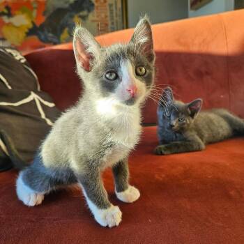 Gnocchi -  Domestic Short Hair Cat for Adoption in New York, New York - Gnocchi | PetCurious