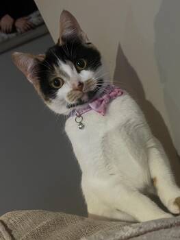 Rescue Calico Cats for Adoption in Brighton, Michigan - Dottie | PetCurious