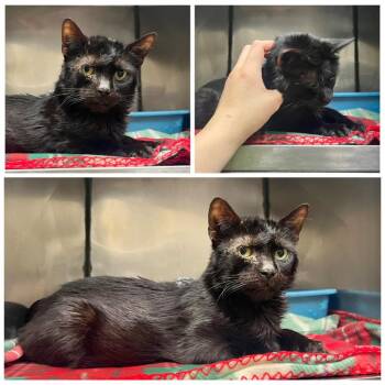 Marlo -  Domestic Short Hair Cat for Adoption in Dublin, Virginia - Marlo | PetCurious