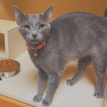 Scout -  Domestic Short Hair Cat for Adoption in Hays, Kansas - Scout | PetCurious