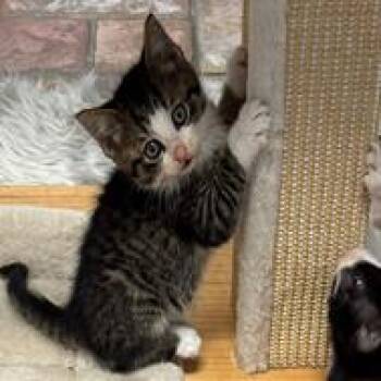 Domestic Medium Hair Cats Available for Adoption in Cumming, Georgia - Elvis Presley | PetCurious