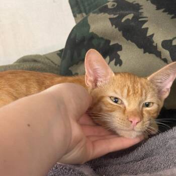 Mischief -  Domestic Short Hair Cat for Adoption in Sunrise, Florida - Mischief | PetCurious