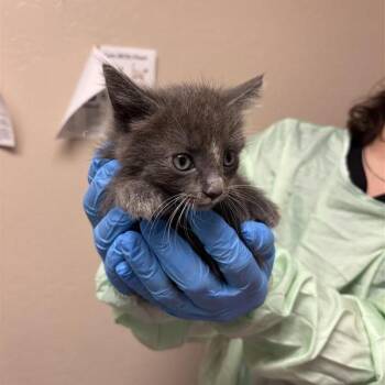 Caesar -  Domestic Medium Hair Cat for Adoption in Tempe, Arizona - Caesar | PetCurious