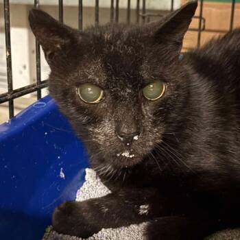 Rescue Domestic Short Hair Cats for Adoption in Fort Lauderdale, Florida - Hawkeye | PetCurious