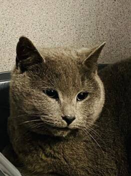 Rescue Domestic Short Hair Cats for Adoption in Beacon, New York - Chandler | PetCurious