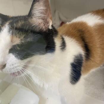 Nia -  Domestic Short Hair Cat for Adoption in Philadelphia, Pennsylvania - Nia | PetCurious