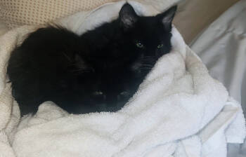 Rescue Domestic Short Hair Cats for Adoption in Minneapolis, Minnesota - Northman C4714 & Bellefleur C4715 (Bonded Pair) | PetCurious