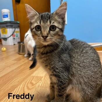Rescue Domestic Short Hair Cats for Adoption in Kenhorst, Pennsylvania - Freddy | PetCurious