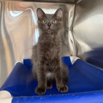 Prowler -  Domestic Medium Hair Cat for Adoption in Spanish Fork, Utah - Prowler | PetCurious
