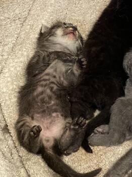 Tommy -  Tabby Cat for Adoption in Beeville, Texas - Tommy | PetCurious