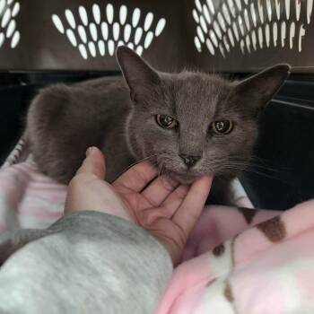 Bobbie Jo -  Domestic Short Hair Cat Available for Adoption in Olney, Illinois - Bobbie Jo | PetCurious
