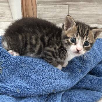 Itty -  Domestic Short Hair Cat for Adoption in Philadelphia, Pennsylvania - Itty | PetCurious